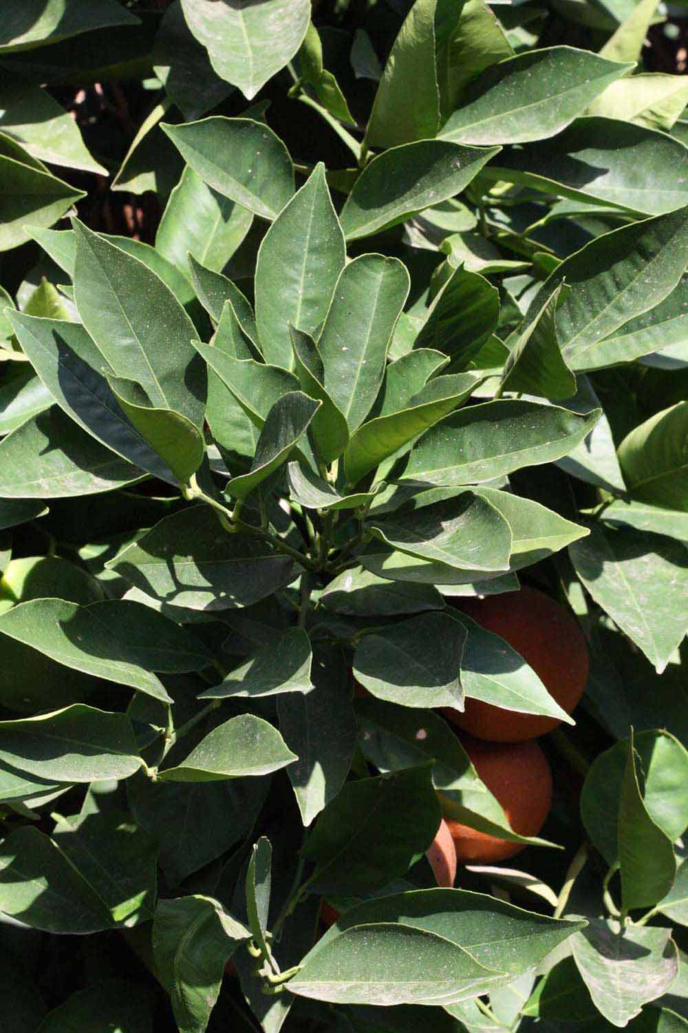              Sun leaves (Riverside, CA)       